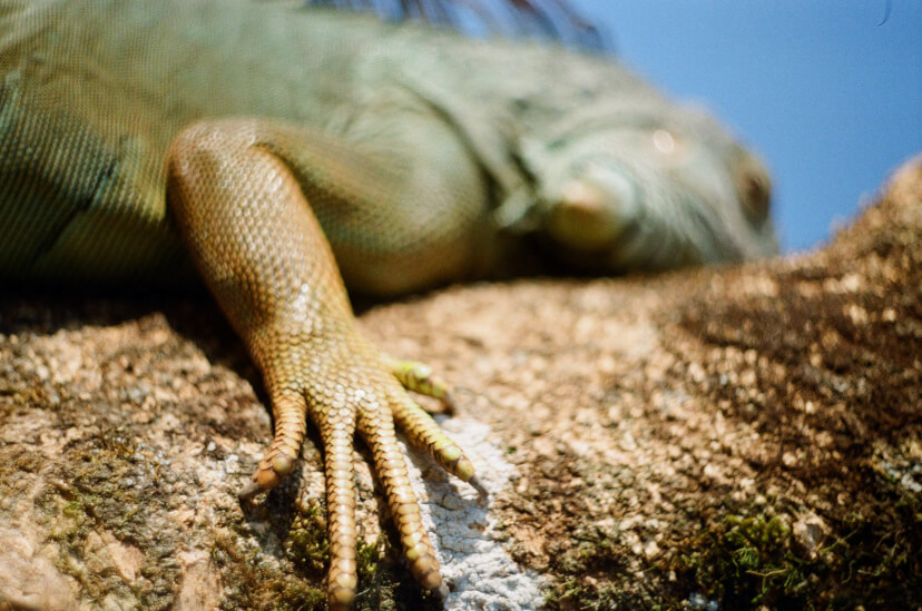 How to Entertain Yourself While in Asia 3 comodo dragon