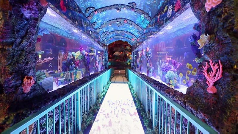 Here is how much the fish tanks on the TV show "Tanked" cost 3 Bellagio Conservatory Fish Tank on tanked