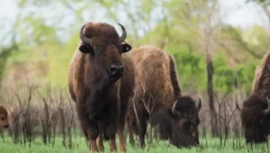 Tallgrass Prairie National Preserve: The Complete Visitor Guide