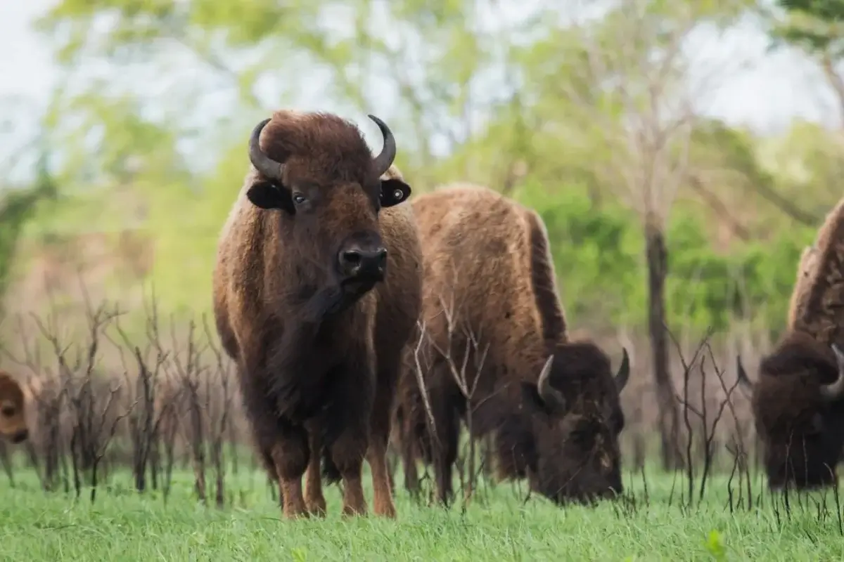 Tallgrass Prairie National Preserve: The Complete Visitor Guide 1 Bisons in Tallgrass Prairie National Preserve