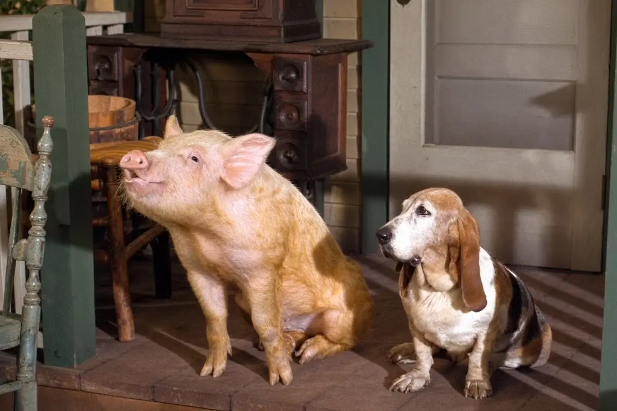 Arnold Ziffel, the Pig Who Was a Star on Green Acres 1 Arnold Ziffel, the Pig