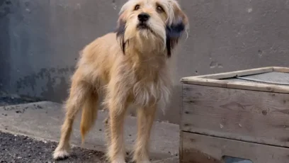 Every Benji Movie in Order and the Dogs Who Played Him