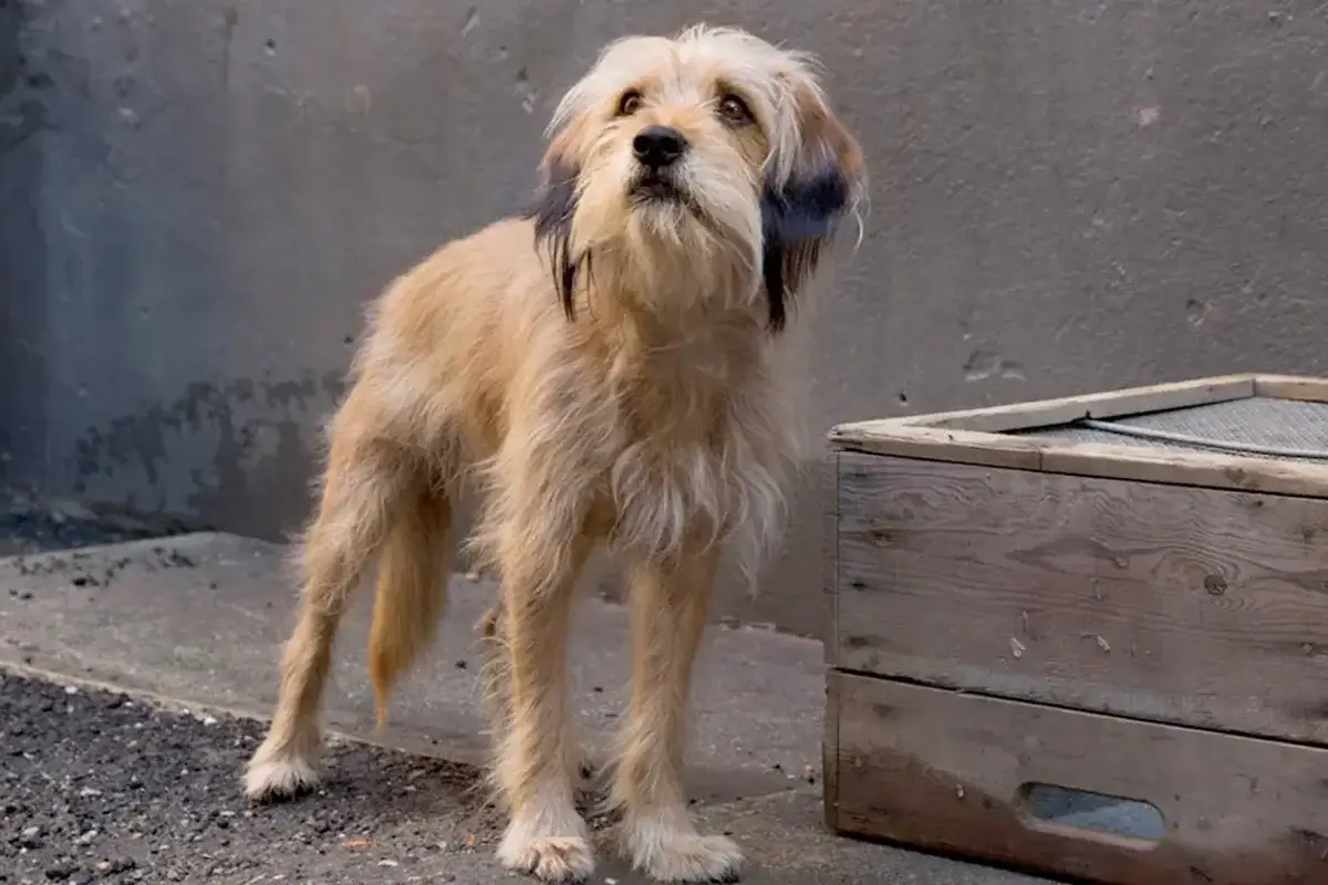 Every Benji Movie in Order
